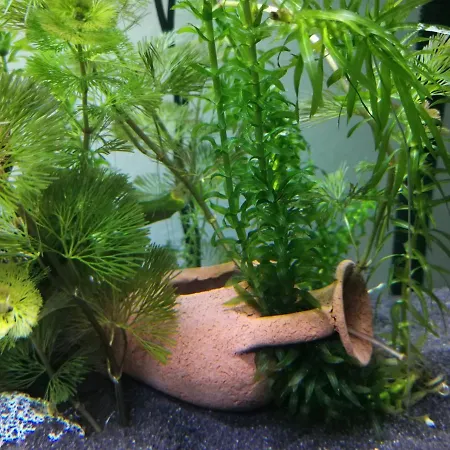 Aquarium Fish And Gastropods Konukevi