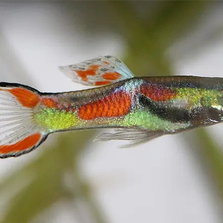 Aquarium Fish And Gastropods *