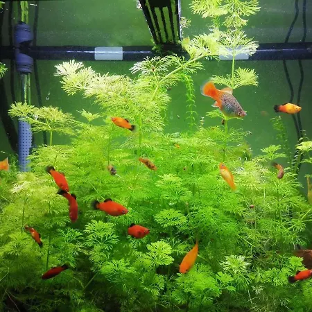 Aquarium Fish And Gastropods *