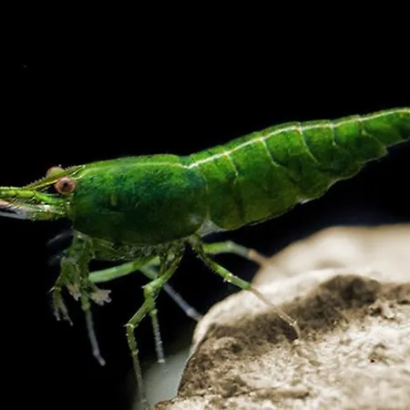 Aquarium Fish And Gastropods * Turim