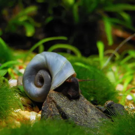 Aquarium Fish And Gastropods * 都灵