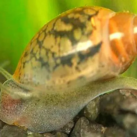 Aquarium Fish And Gastropods 招待所 *