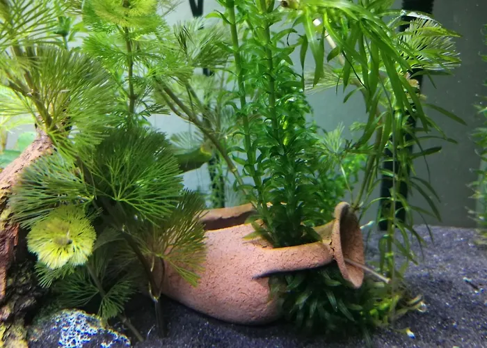 Aquarium Fish And Gastropods 招待所