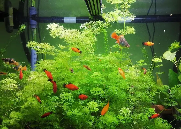 Aquarium Fish And Gastropods *