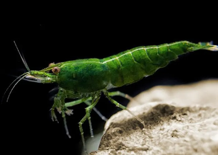 Aquarium Fish And Gastropods * トリノ