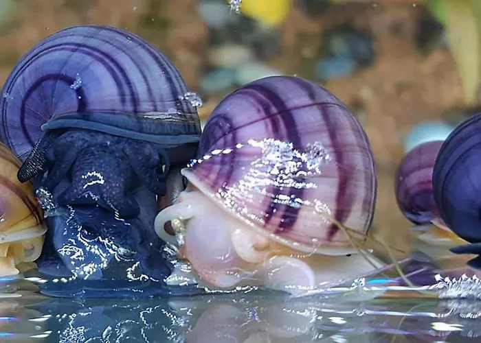 Aquarium Fish And Gastropods ゲストハウス *