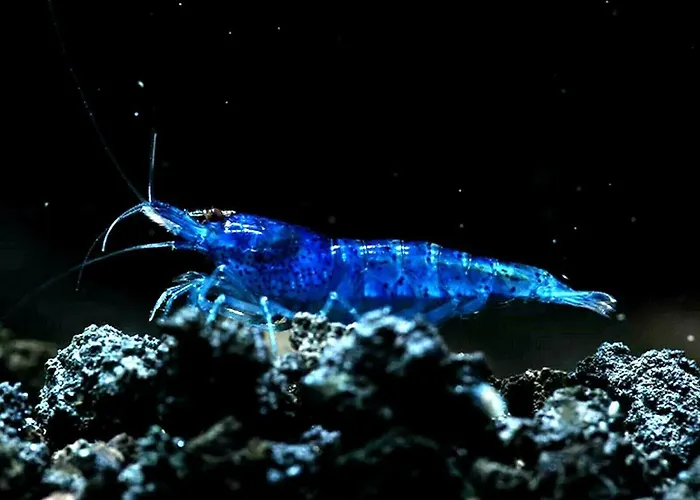 Aquarium Fish And Gastropods ゲストハウス *