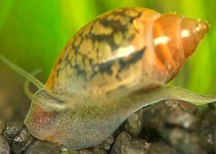 Aquarium Fish And Gastropods ゲストハウス *