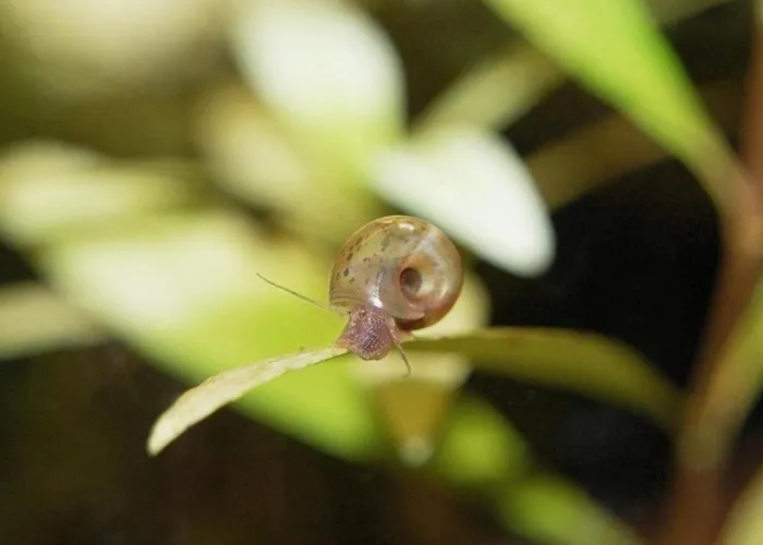 Aquarium Fish And Gastropods * トリノ