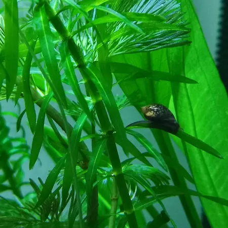 Pensionat Aquarium Fish And Gastropods Turin