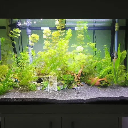 Pensionat Aquarium Fish And Gastropods Turin