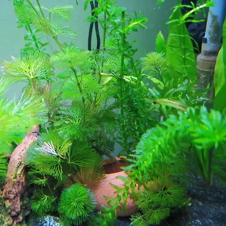 Aquarium Fish And Gastropods Pensionat