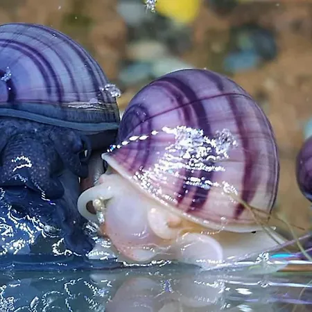 Aquarium Fish And Gastropods Pensionat *