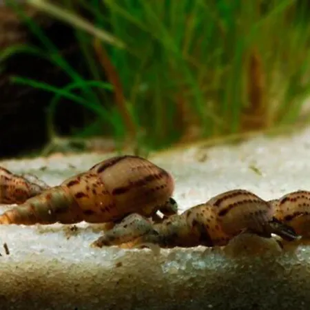 Aquarium Fish And Gastropods *