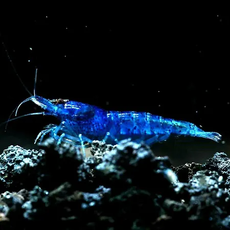 Aquarium Fish And Gastropods Penzion *