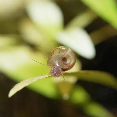 Aquarium Fish And Gastropods * Turín