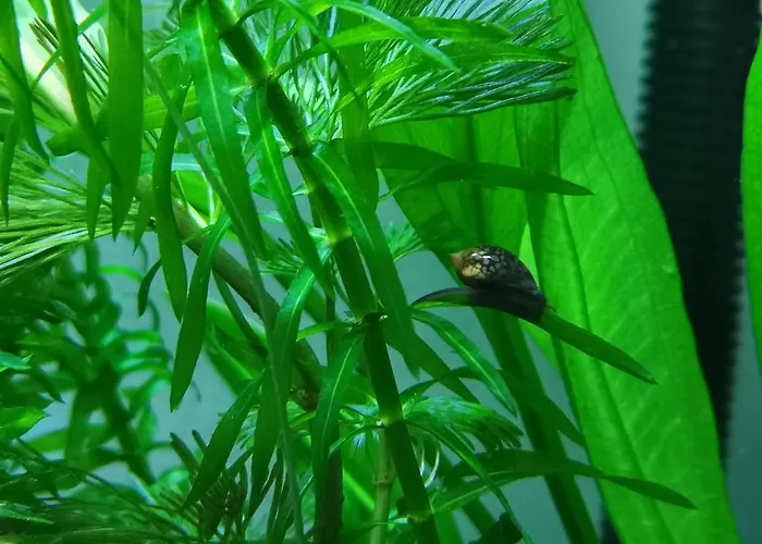 Pensión Aquarium Fish And Gastropods Turín