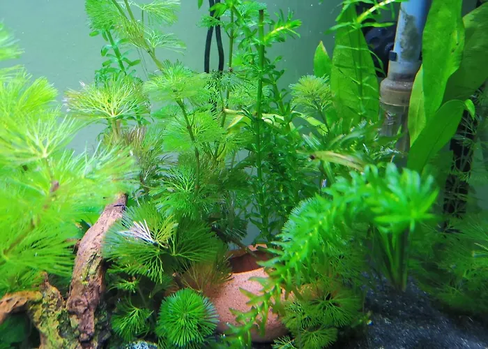 Aquarium Fish And Gastropods Pensión