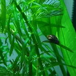 Guest house Aquarium Fish And Gastropods Turin
