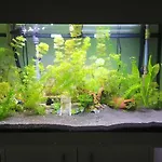 Guest house Aquarium Fish And Gastropods Turin
