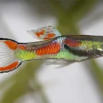 Aquarium Fish And Gastropods *