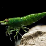 Aquarium Fish And Gastropods * Turin