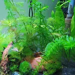 Aquarium Fish And Gastropods Guest house