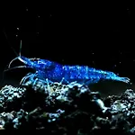 Aquarium Fish And Gastropods Guest house *