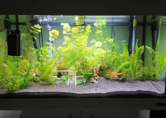 Pensjonat Aquarium Fish And Gastropods Turyn