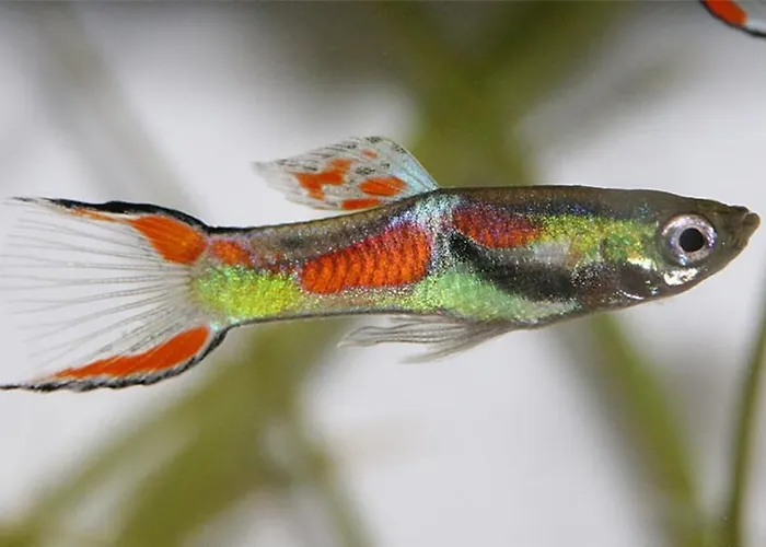 Aquarium Fish And Gastropods *