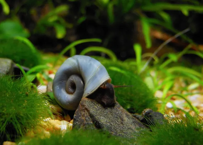 Aquarium Fish And Gastropods * Turyn