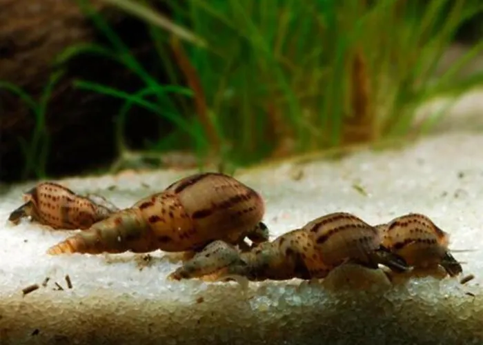 Aquarium Fish And Gastropods *